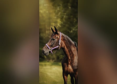 Belgisches Warmblut, Stute, 10 Jahre, 168 cm, Dunkelbrauner