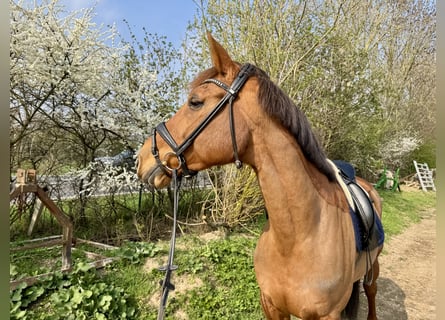 Belgisches Warmblut, Stute, 10 Jahre, 172 cm, Fuchs