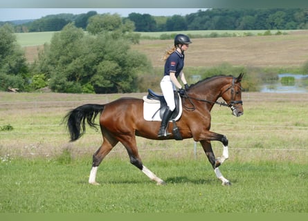 Belgisches Warmblut, Stute, 11 Jahre, 167 cm, Brauner
