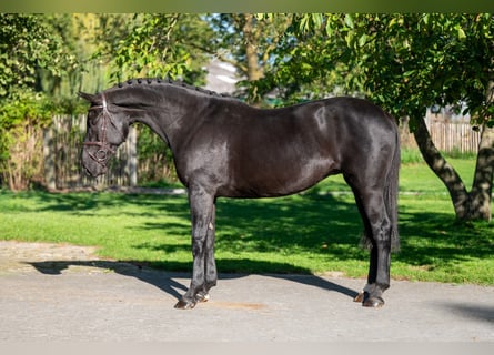 Belgisches Warmblut, Stute, 11 Jahre, 168 cm, Dunkelbrauner