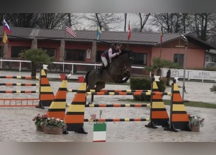 Belgisches Warmblut, Stute, 11 Jahre, 171 cm