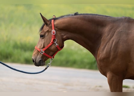 Belgisches Warmblut, Stute, 11 Jahre, Rotbrauner
