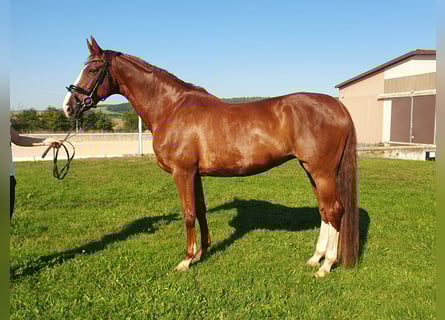 Belgisches Warmblut, Stute, 12 Jahre, 166 cm, Fuchs