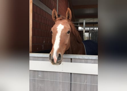Belgisches Warmblut, Stute, 12 Jahre, 166 cm, Fuchs