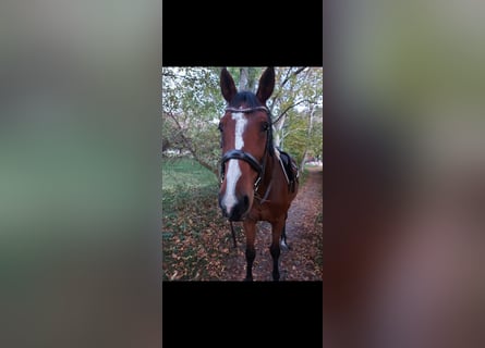 Belgisches Warmblut, Stute, 12 Jahre, 170 cm, Brauner