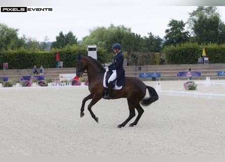 Belgisches Warmblut, Stute, 12 Jahre, 175 cm, Schwarzbrauner