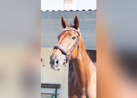 Belgisches Warmblut, Stute, 12 Jahre, 178 cm, Fuchs
