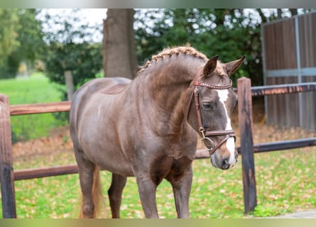 Belgisches Warmblut, Stute, 14 Jahre, 148 cm, Dunkelfuchs