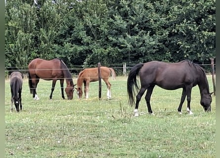 Belgisches Warmblut, Stute, 15 Jahre, 166 cm, Rappe