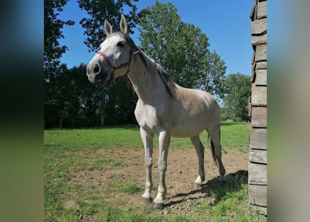 Belgisches Warmblut, Stute, 15 Jahre, 168 cm, Schimmel