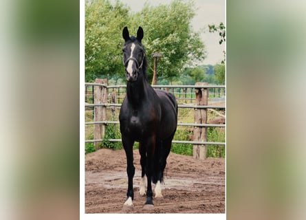 Belgisches Warmblut, Stute, 16 Jahre, 170 cm, Rappe
