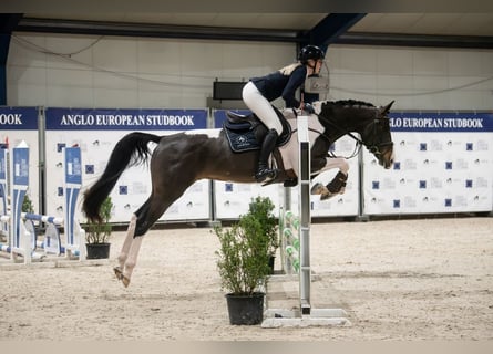 Belgisches Warmblut, Stute, 17 Jahre, 100 cm, Schecke