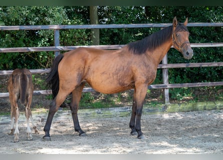 Belgisches Warmblut, Stute, 17 Jahre, 172 cm, Brauner