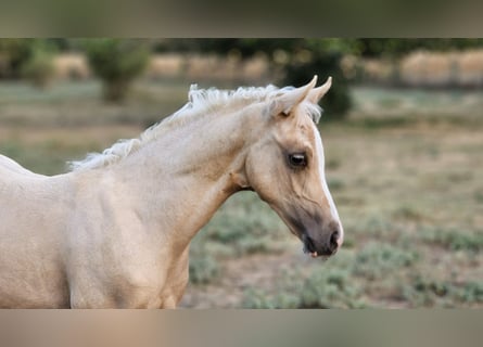 Belgisches Warmblut, Stute, 1 Jahr, 135 cm, Palomino