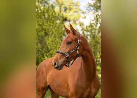 Belgisches Warmblut, Stute, 2 Jahre, 170 cm, Fuchs