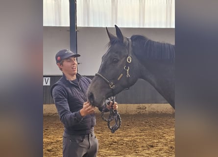 Belgisches Warmblut, Stute, 2 Jahre, 170 cm, Schimmel