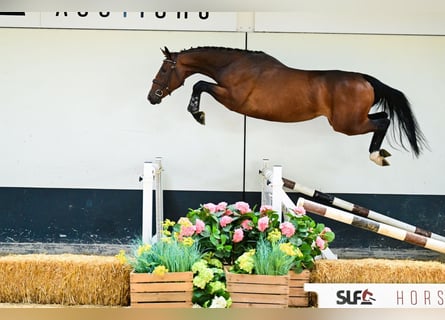 Belgisches Warmblut, Stute, 3 Jahre, 162 cm, Brauner