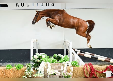 Belgisches Warmblut, Stute, 3 Jahre, 165 cm, Fuchs