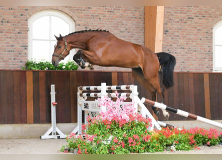 Belgisches Warmblut, Stute, 3 Jahre, 167 cm, Brauner