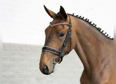 Belgisches Warmblut, Stute, 3 Jahre, 167 cm, Brauner