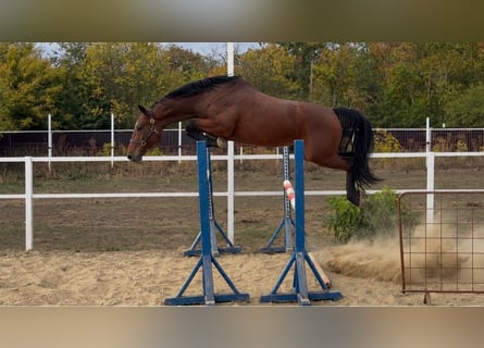 Belgisches Warmblut, Stute, 3 Jahre, 167 cm, Brauner