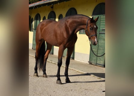 Belgisches Warmblut, Stute, 3 Jahre, 167 cm, Brauner