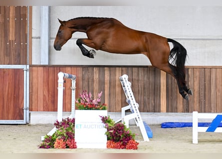 Belgisches Warmblut, Stute, 3 Jahre, 168 cm, Rotbrauner