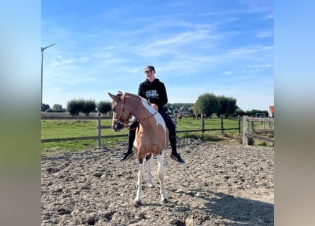 Belgisches Warmblut, Stute, 4 Jahre, 160 cm