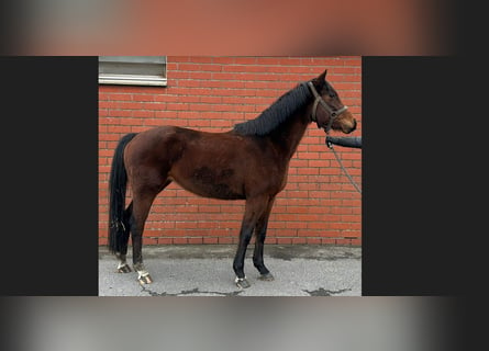 Belgisches Warmblut, Stute, 4 Jahre, 162 cm, Brauner