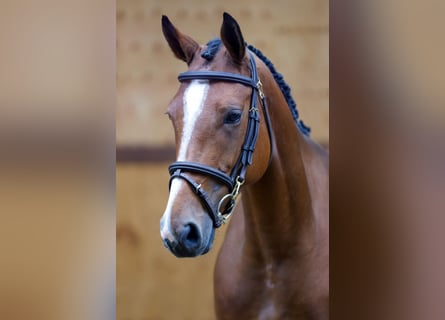 Belgisches Warmblut, Stute, 4 Jahre, 163 cm, Brauner