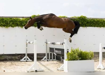 Belgisches Warmblut, Stute, 4 Jahre, 163 cm, Brauner