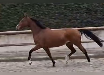 Belgisches Warmblut, Stute, 4 Jahre, 164 cm, Brauner