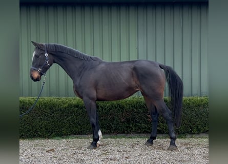 Belgisches Warmblut, Stute, 4 Jahre, 167 cm, Dunkelbrauner