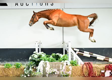 Belgisches Warmblut, Stute, 4 Jahre, 167 cm, Fuchs
