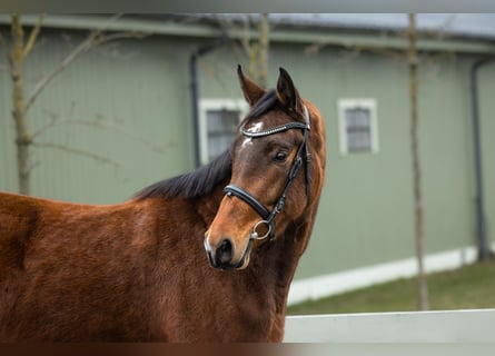 Belgisches Warmblut, Stute, 4 Jahre, Brauner