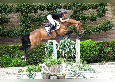 Belgisches Warmblut, Stute, 5 Jahre, 163 cm, Brauner