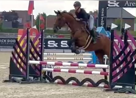 Belgisches Warmblut, Stute, 5 Jahre, 165 cm, Brauner