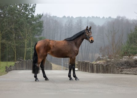Belgisches Warmblut, Stute, 5 Jahre, 167 cm, Brauner