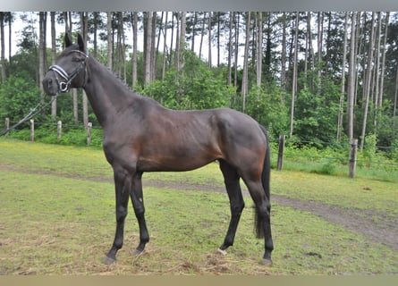 Belgisches Warmblut, Stute, 5 Jahre, 174 cm, Rappe