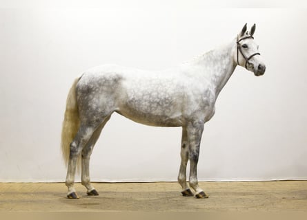 Belgisches Warmblut, Stute, 5 Jahre, Schimmel Belgisches Warmblut, Stute, 5 Jahre, Schimmel