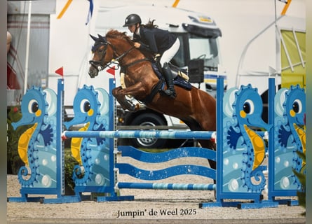 Belgisches Warmblut, Stute, 6 Jahre, 147 cm, Fuchs