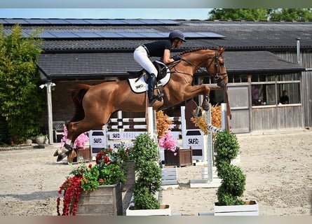 Belgisches Warmblut, Stute, 6 Jahre, 160 cm, Fuchs