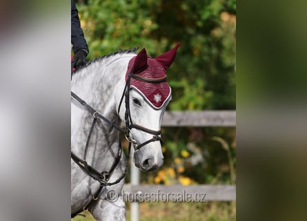 Belgisches Warmblut, Stute, 6 Jahre, 160 cm, Schimmel