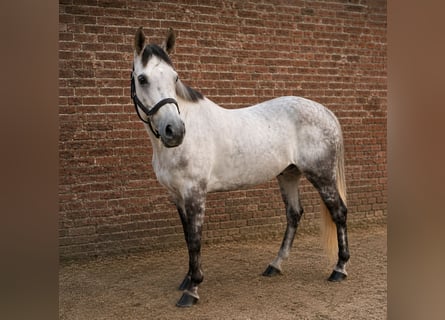 Belgisches Warmblut, Stute, 6 Jahre, 163 cm, Schimmel
