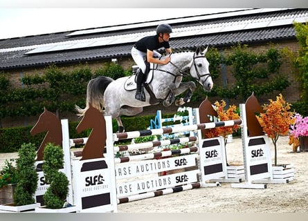 Belgisches Warmblut, Stute, 6 Jahre, 164 cm, Schimmel