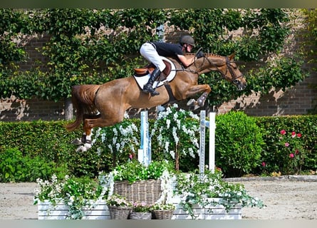 Belgisches Warmblut, Stute, 6 Jahre, 165 cm, Fuchs