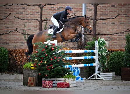 Belgisches Warmblut, Stute, 6 Jahre, 168 cm, Brauner