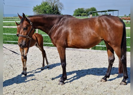 Belgisches Warmblut, Stute, 6 Jahre, 168 cm, Brauner