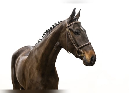 Belgisches Warmblut, Stute, 6 Jahre, 169 cm, Dunkelbrauner