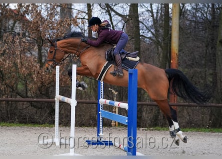 Belgisches Warmblut, Stute, 6 Jahre, 170 cm, Brauner
